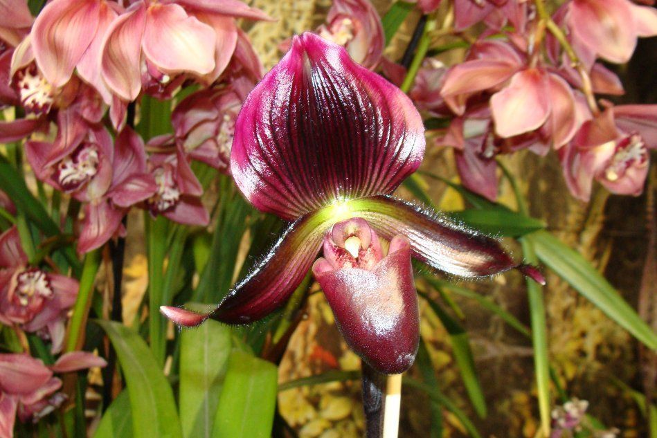 Бордо орхидея пафиопедилум