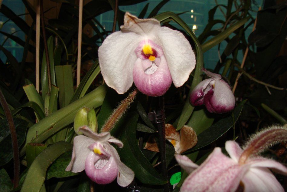 Орхидея пафиопедилум роса рассвет