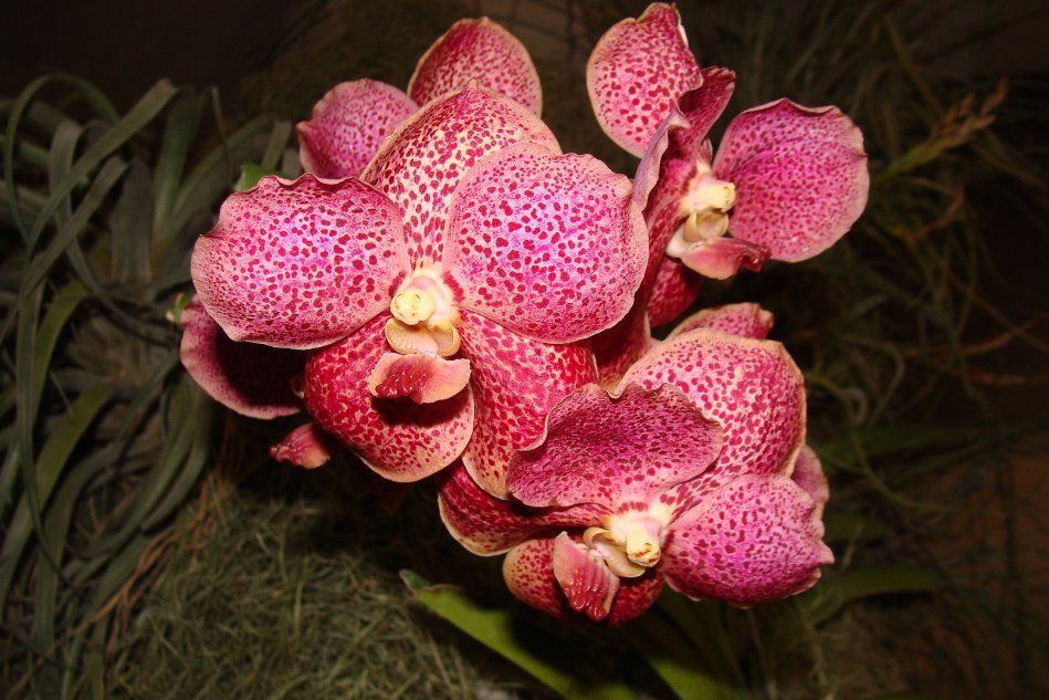 Орхидея из рода Ascocenda