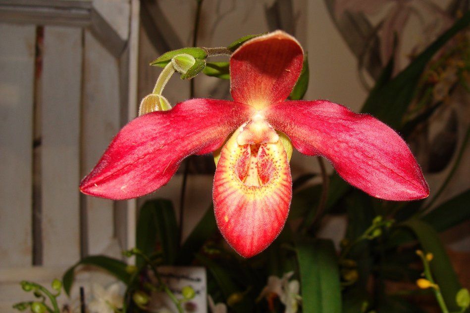 Phragmipedium орхидея