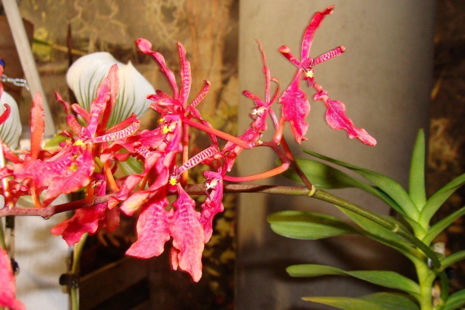 Renanther орхидеи