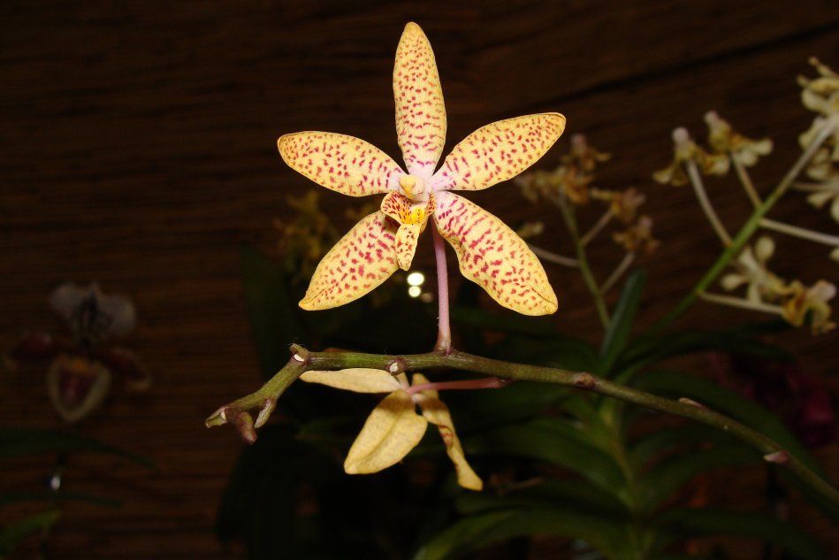 Орхидея Ренантопсис