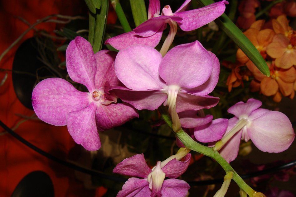 Орхидея Аскосенда