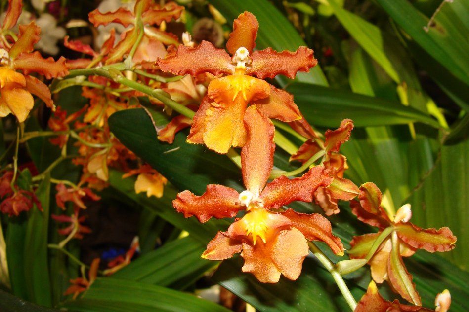 Беллар орхидея