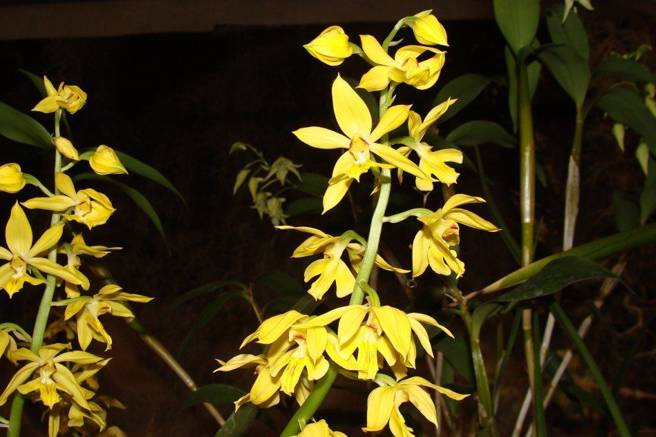 Орхидея каланта сиеболдии