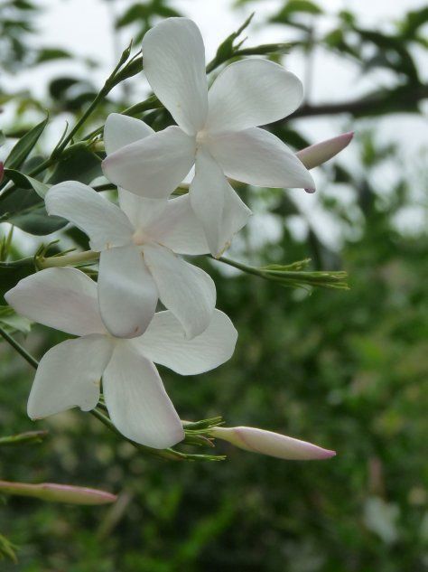 Цветы многоцветкового жасмина