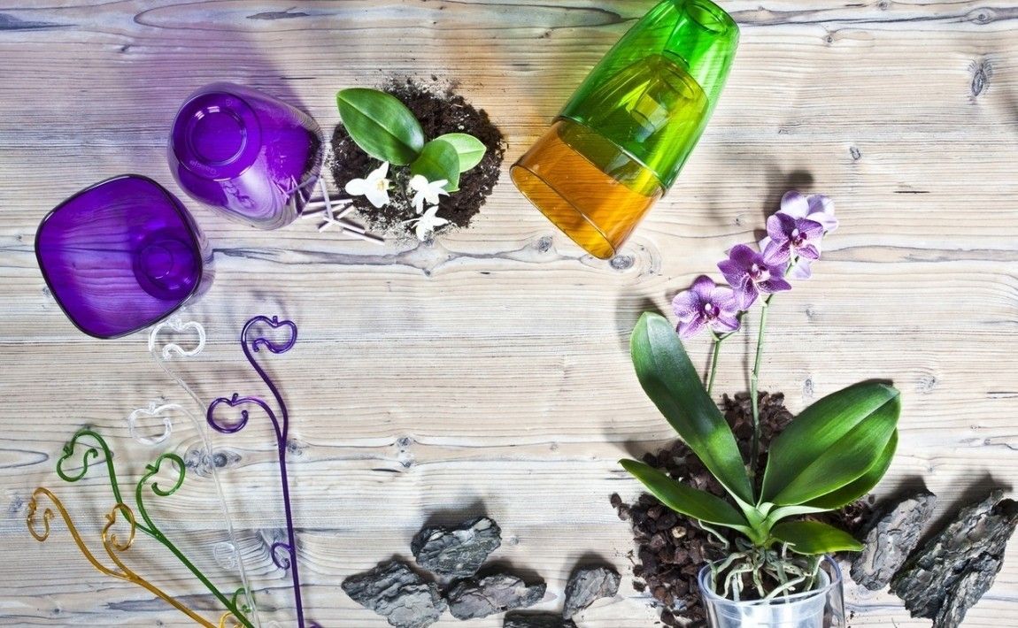 Как правильно сажать орхидеи. Даты, важные правила и практические советы - E-garden