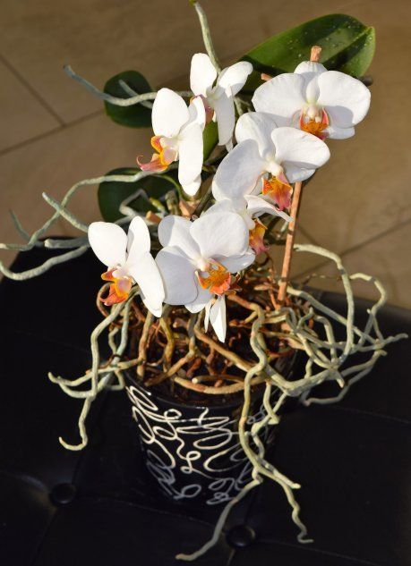 Орхидея для пересадки