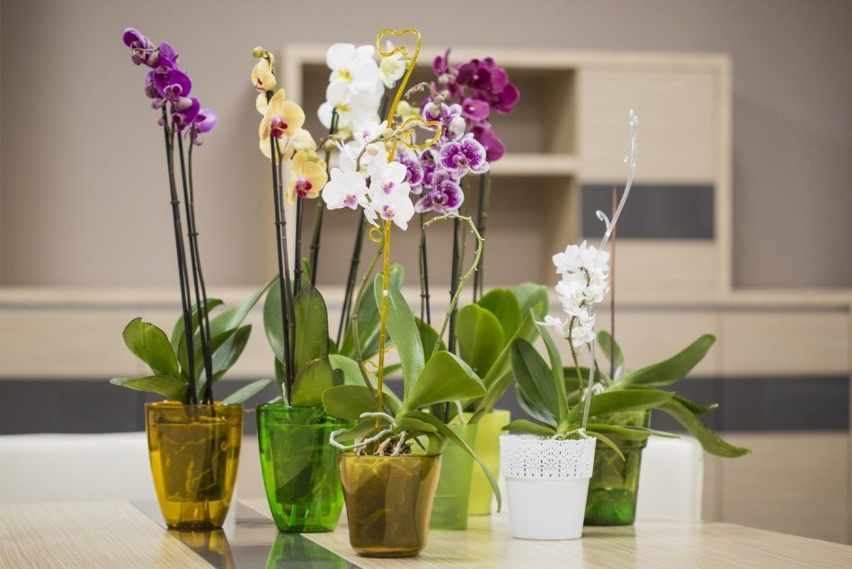 Орхидеи в цветных оболочках