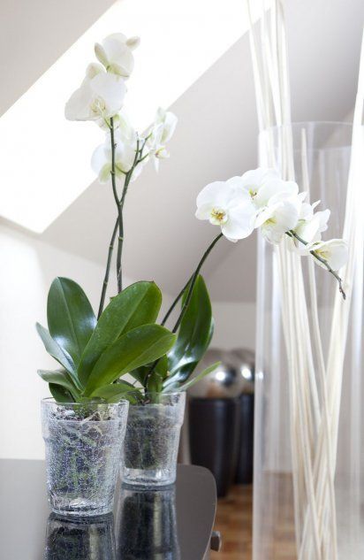 Орхидеи в декоративных оболочках