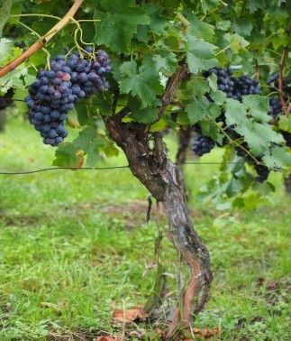 Формованный виноградный куст