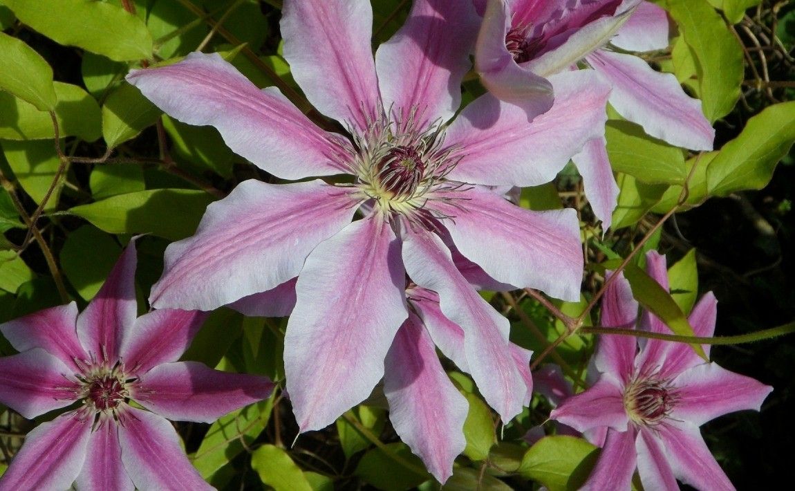 Крупноцветковые клематисы (clematis). Выращивание, уход, обрезка - E-сад