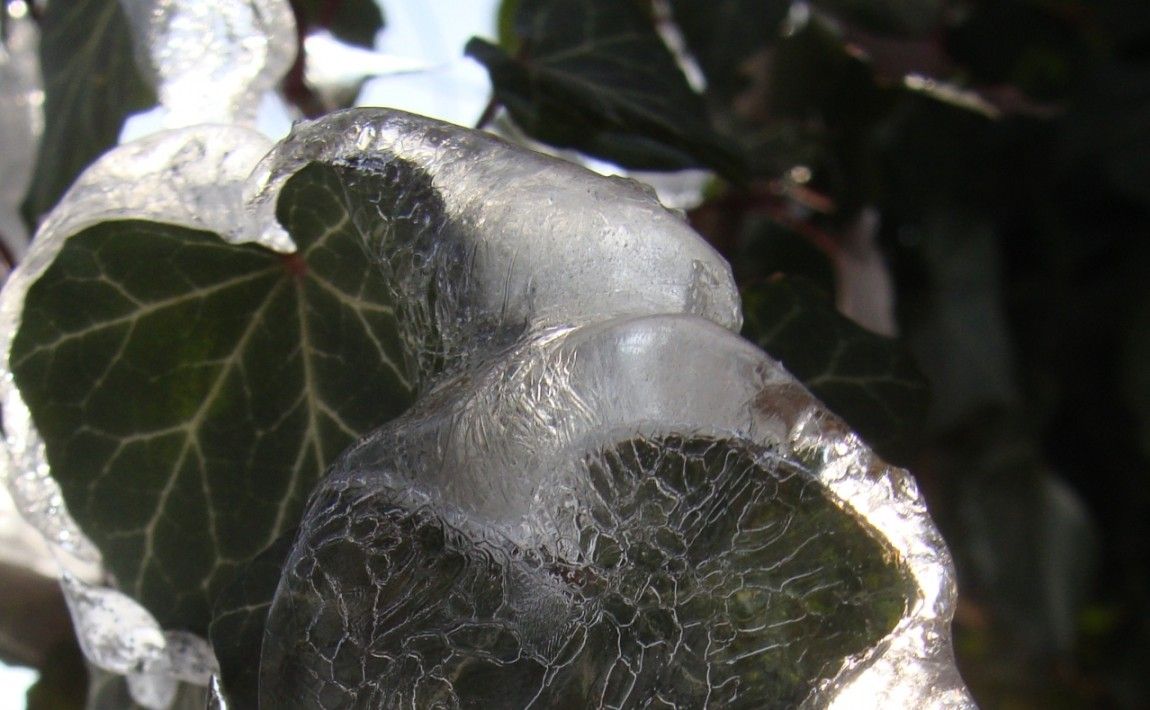 Остерегайтесь весенних морозов - как защитить растения от них - E-garden
