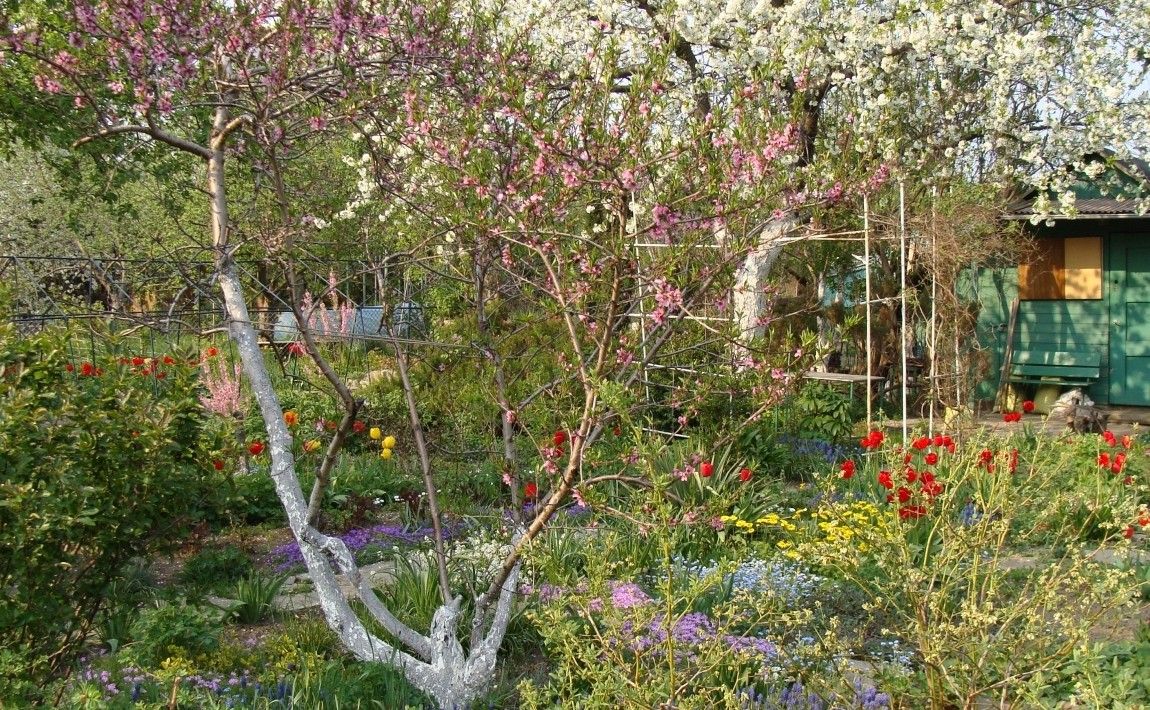 Апрель в саду - с чем нам приходится иметь дело в этом месяце - E-garden