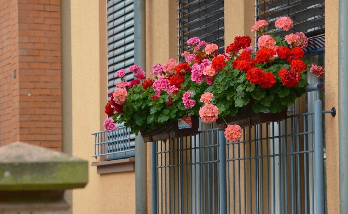 Балкон цветущих цветов - Е-сад