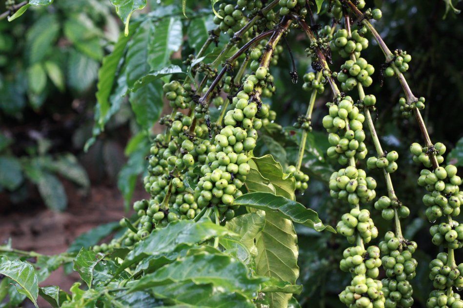 Плод кофейного дерева