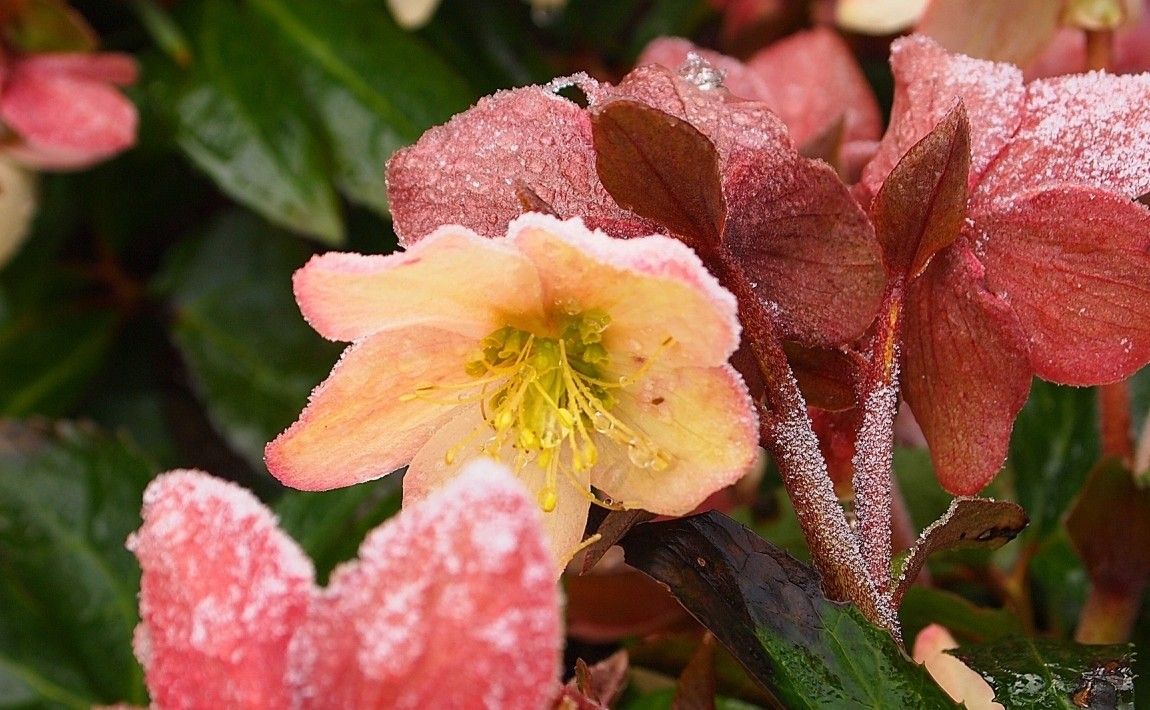 Как вырастить морозник - цветущие зимой многолетники в саду - E-garden