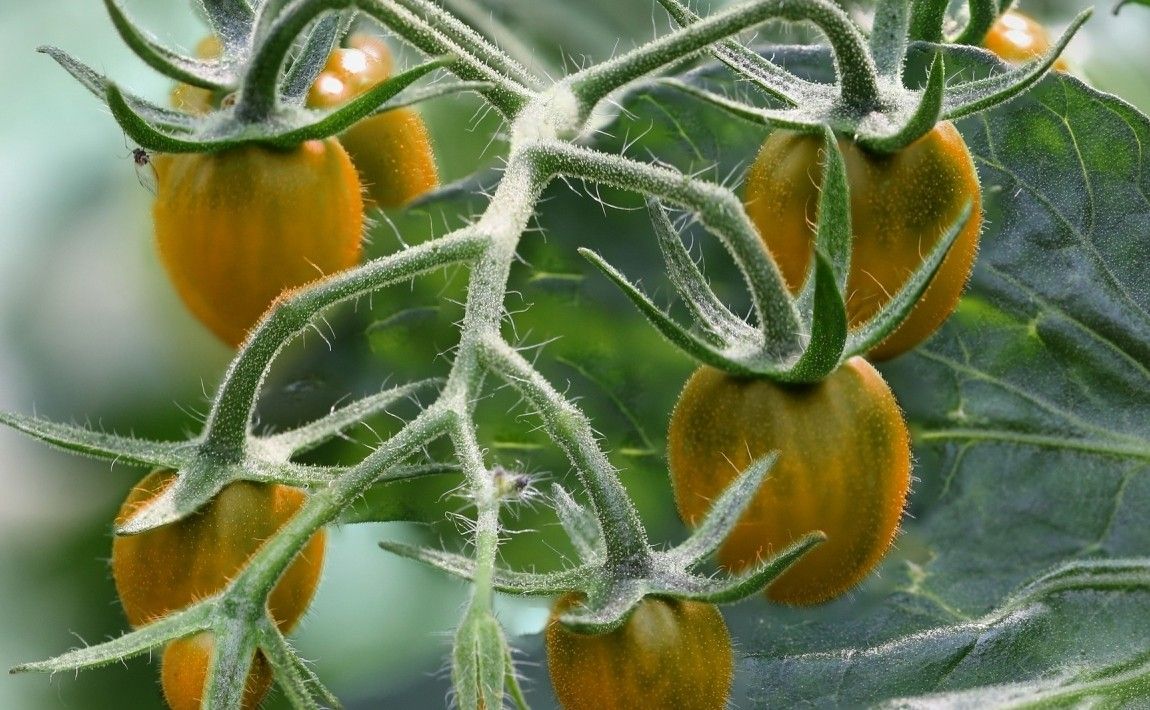 Как вырастить помидоры - узнайте менее типичные сорта томатов - E-garden