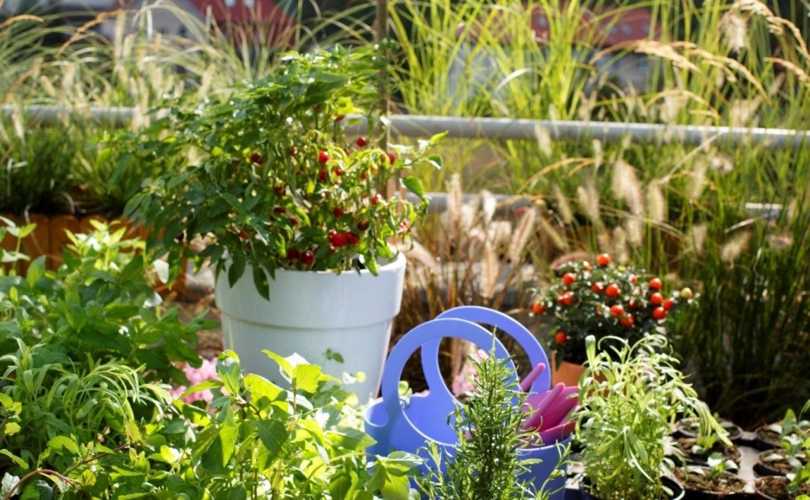 Какие овощи можно выращивать на балконе - выбор видов - E-garden