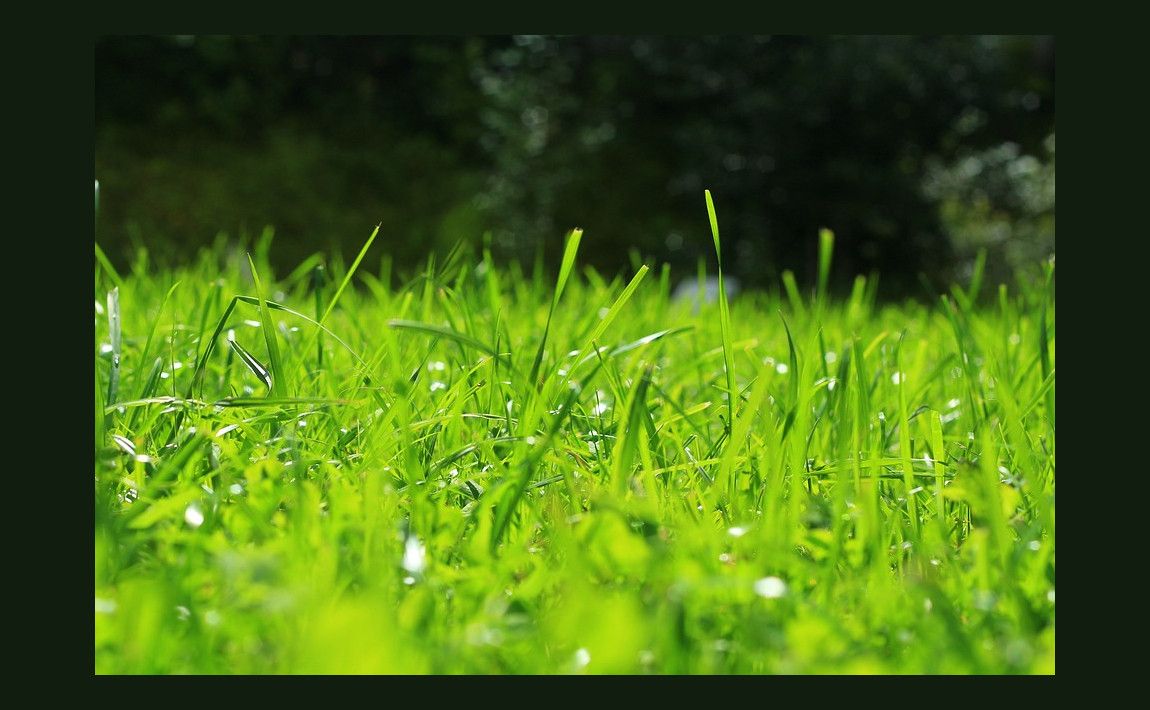 Очищая и аэрируя газон - путь для красивого газона - E-garden