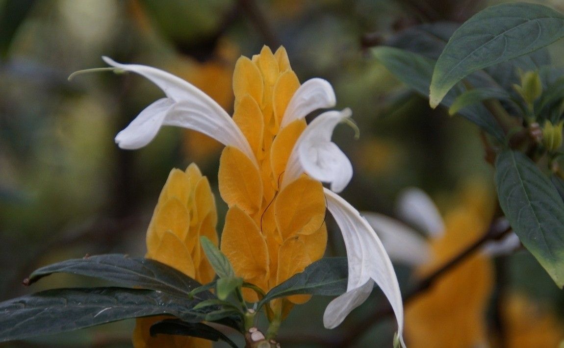 Pachystachys lutea. Растение в горшке с красивыми соцветиями - выращивание - E-garden