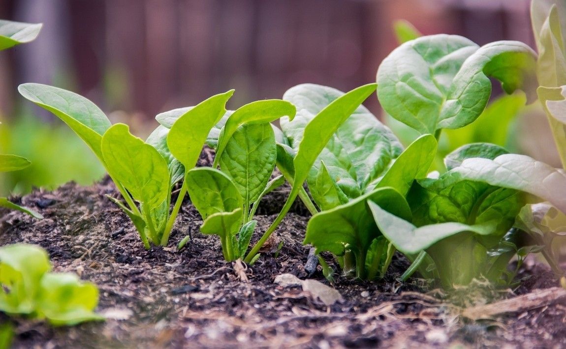 Шпинат круглый год - как вырастить шпинат - E-garden
