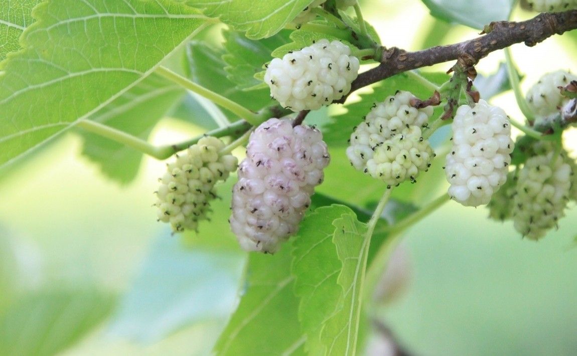 Белая шелковица - узнайте о ее великолепных свойствах и применении - E-garden