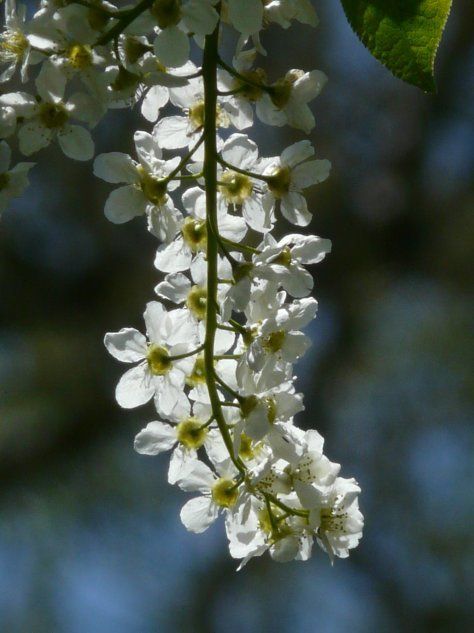 Цветок черемухи