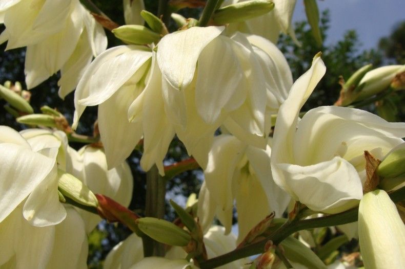 Цветы каролингского джуки