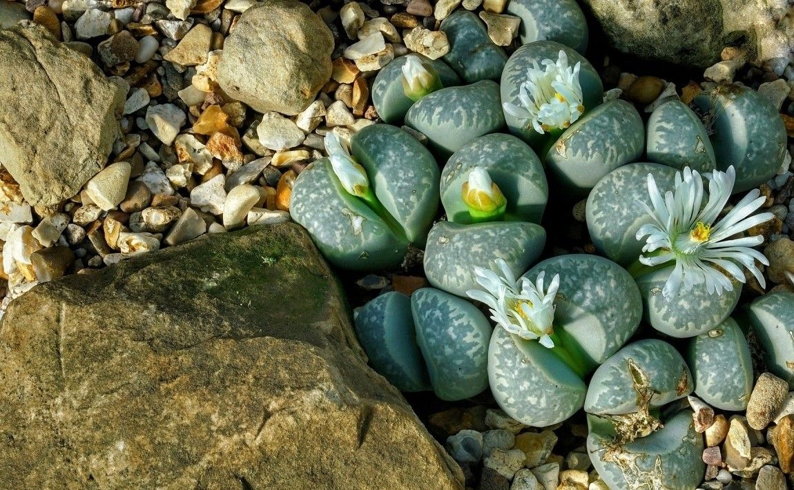 Литопсия - очень необычные растения или живые камни - E-garden