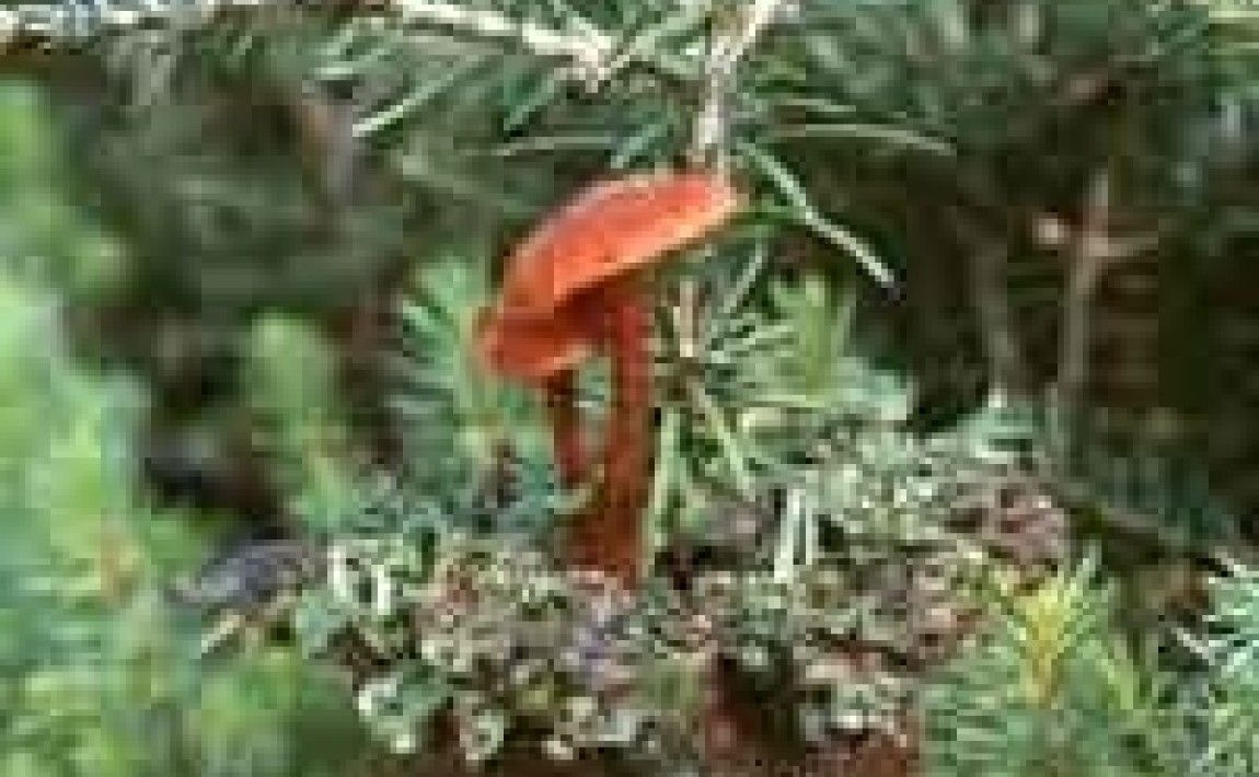 Микориза - пышный рост растений - E-garden