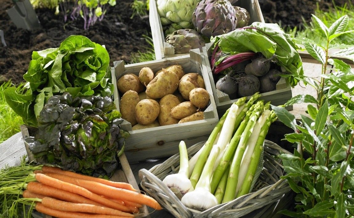 Овощи из сада - здоровые и устойчивые к вредителям - E-garden