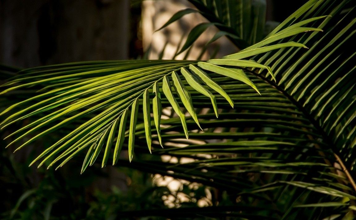 Рекомендуем: пальмы легко выращивать в домашних условиях - E-garden