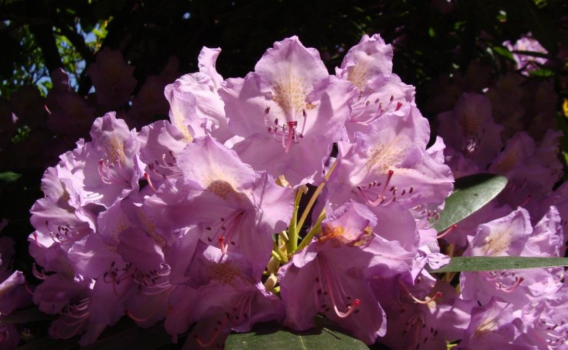 Рододендроны, т.е. азалии - цветущие кустарники для сада - E-garden