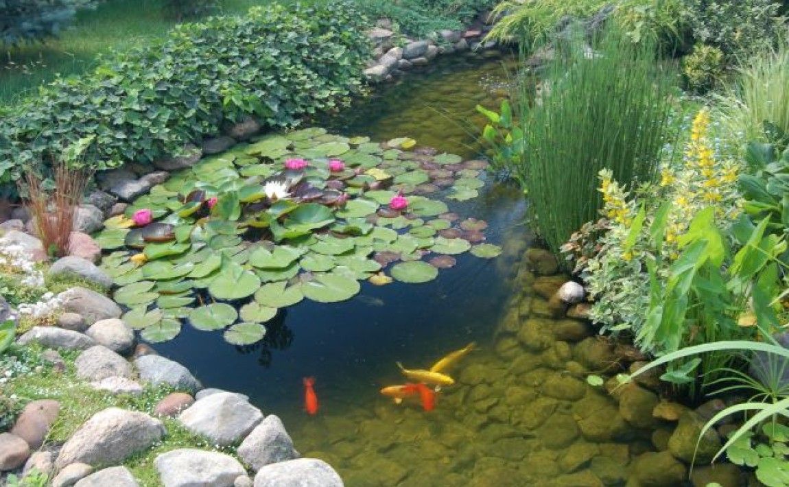 Рыба в садовом пруду - кормление - E-garden