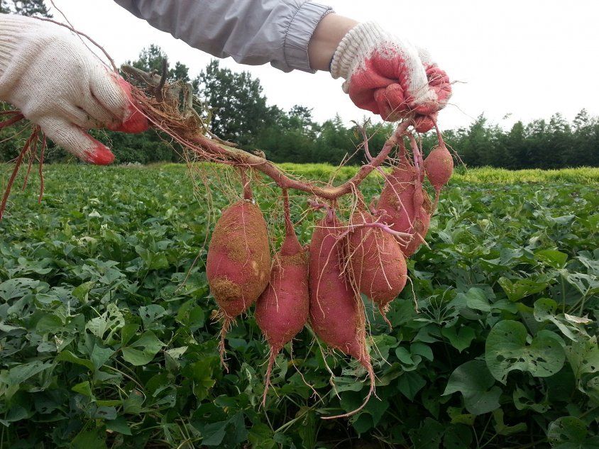 Выращивание сладкого картофеля