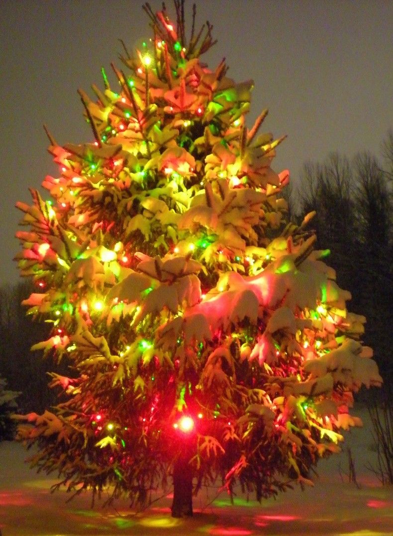 Рождественская елка в саду