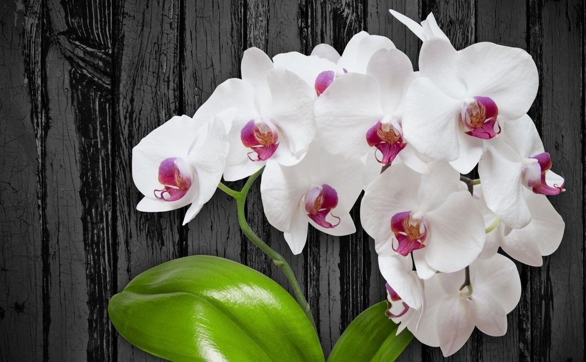 Уход за орхидеями. Как выращивать орхидеи в домашних условиях - E-garden