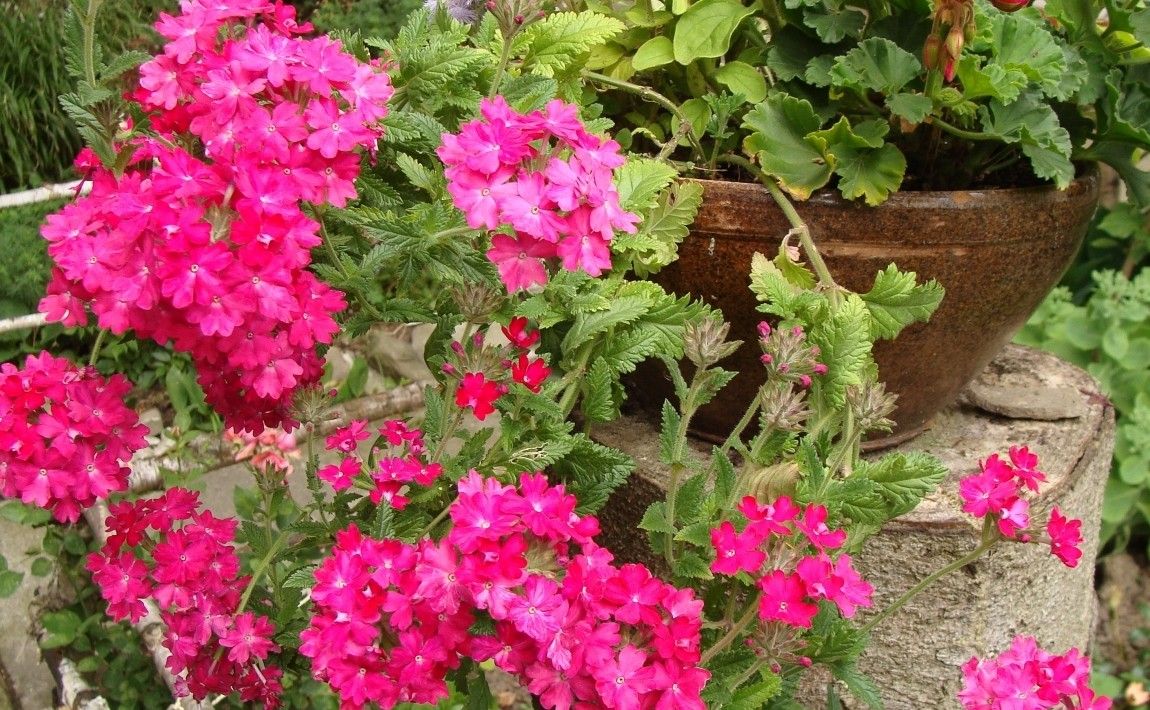 Вербена - цветы для сада и балконных ящиков - E-garden