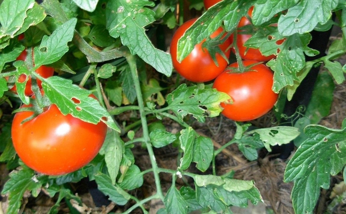 Вредитель это не просто помидоры. Остерегайтесь окурка томата - E-garden
