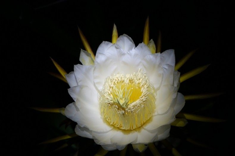 Цветок кактуса, из которого происходит питайя