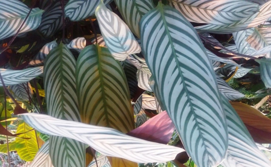 Kalatea - растение в горшке с листьями, как окрашенные - E-garden