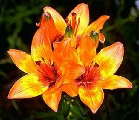 Лилия сорта Liliom bulbiferum