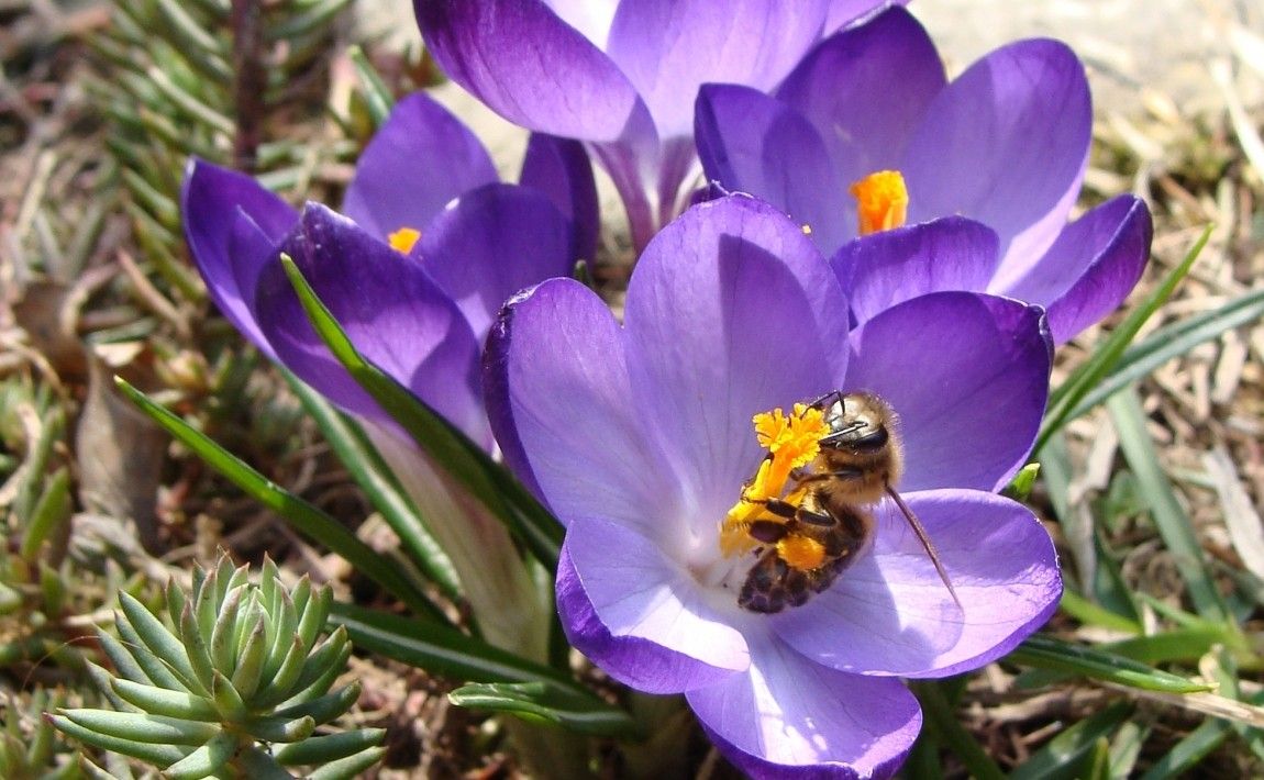 Медоносные растения в саду: украшение сада и помощь для пчел - E-garden