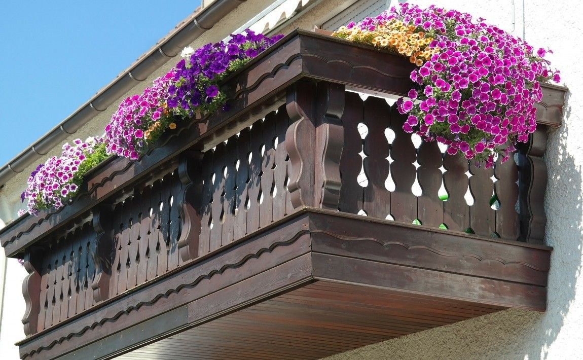 Уход, удобрение и полив балконных растений - E-garden