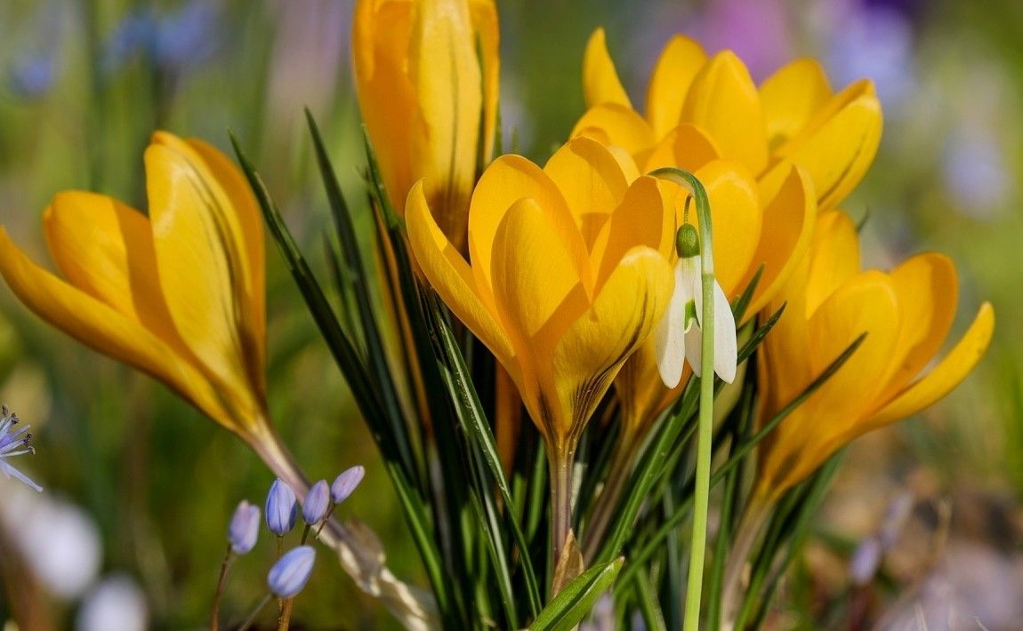 Весенние цветы - март - E-сад