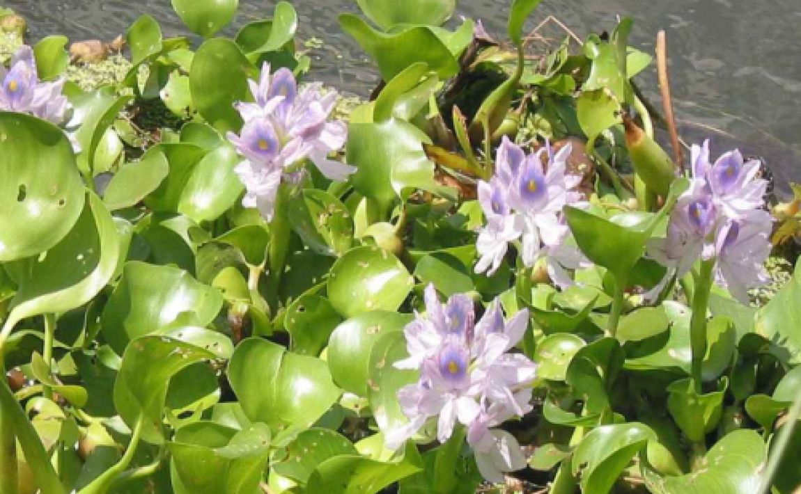 Водяной гиацинт - натуральный фильтр - E-garden