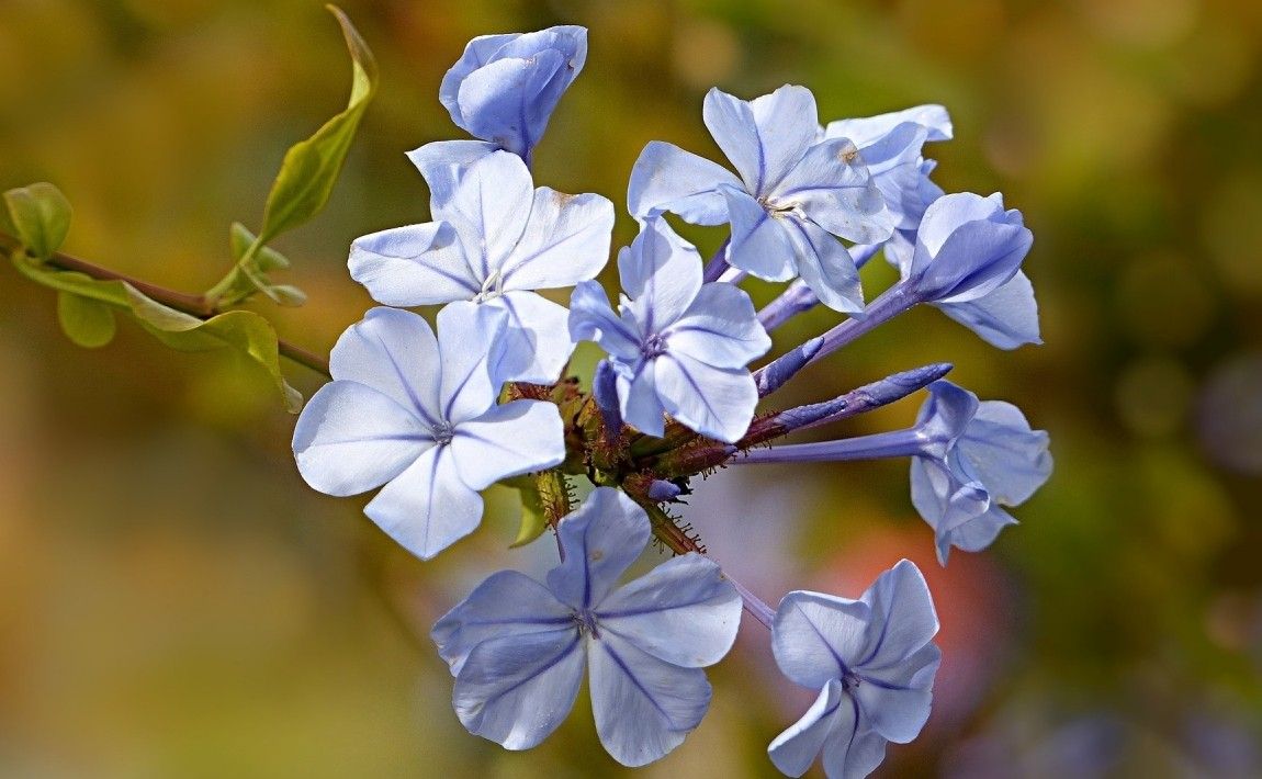 Алтарь - лиана с цветами, похожими на голубые флоксы. Выращивание и уход - E-сад