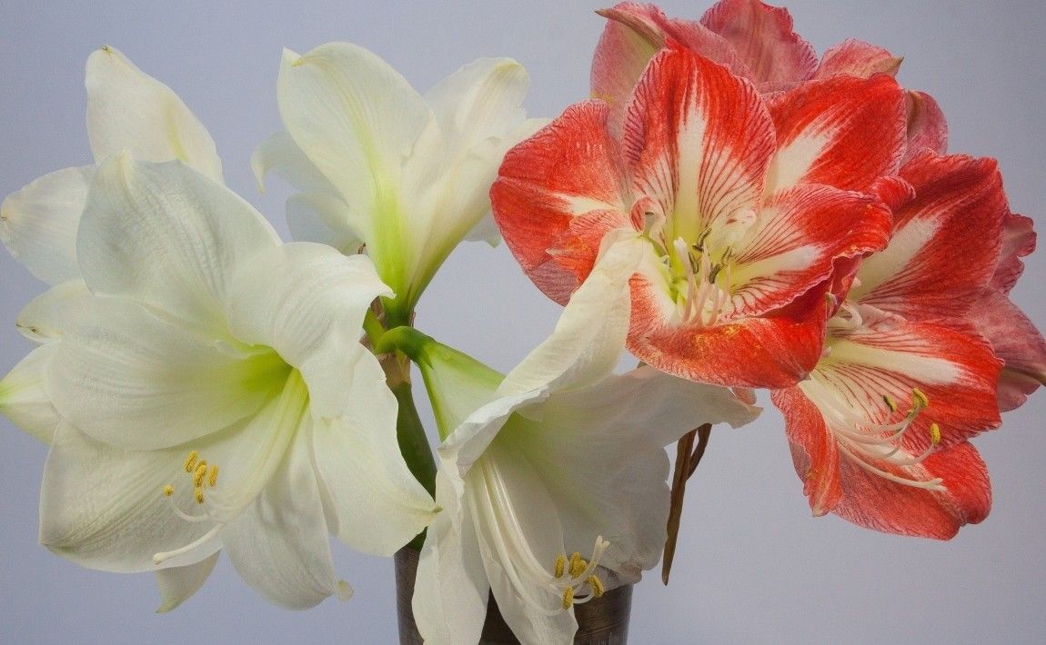 Амариллис - цветок, похожий на красивую женщину. Уход - E-сад