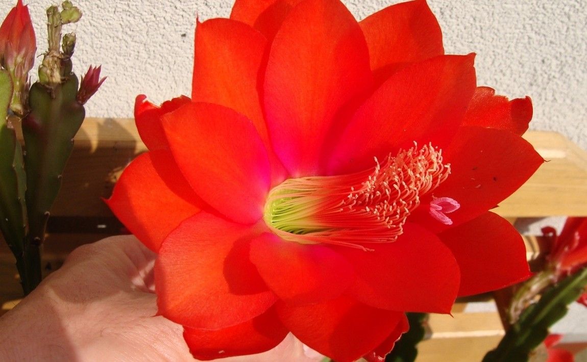 Цветущий кактус эпифилум - как ухаживать за ним и что делать, чтобы цвести - E-garden